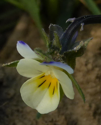 viola arvensis