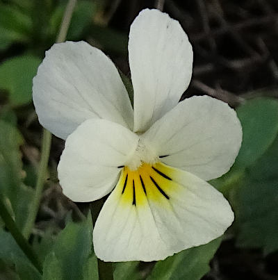 viola arvensis