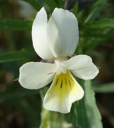 viola arvensis