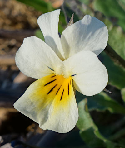 viola arvensis