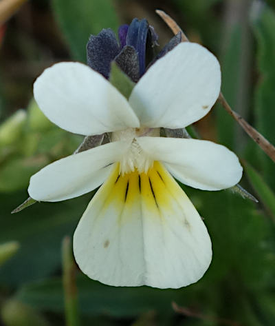 viola arvensis