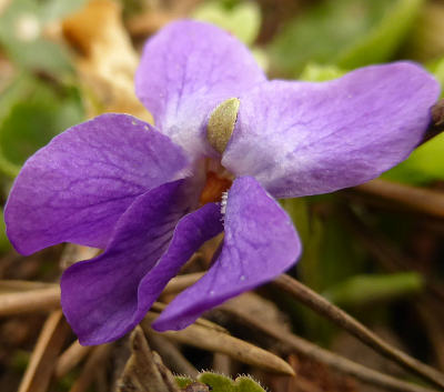 viola odorata