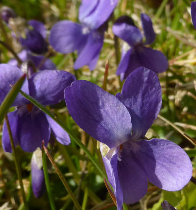 viola odorata