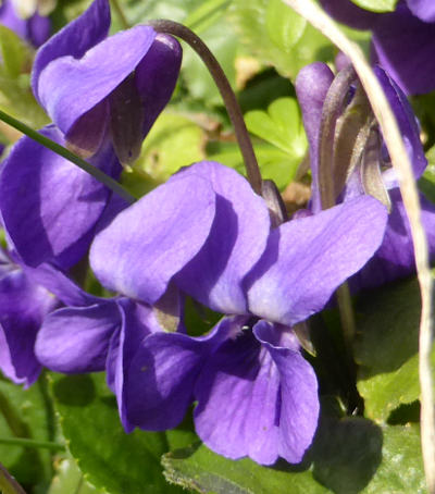 viola odorata