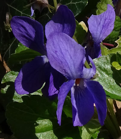 viola odorata