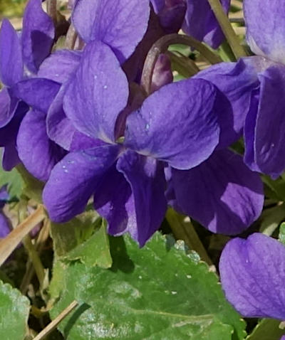 viola odorata