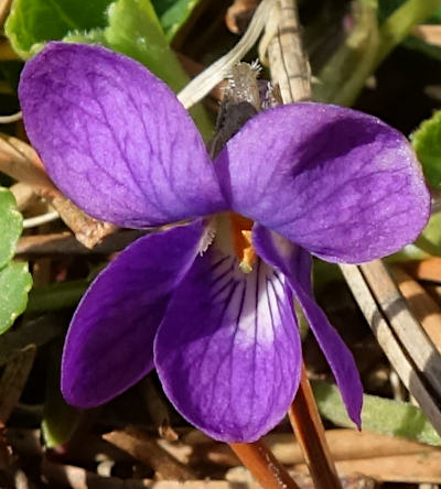 viola odorata