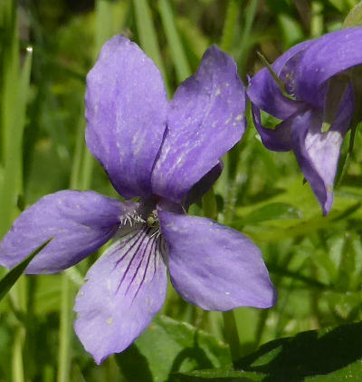 viola reichenbachiana