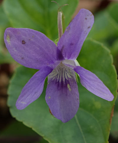 viola reichenbachiana