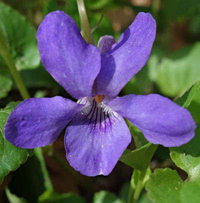 viola riviniana