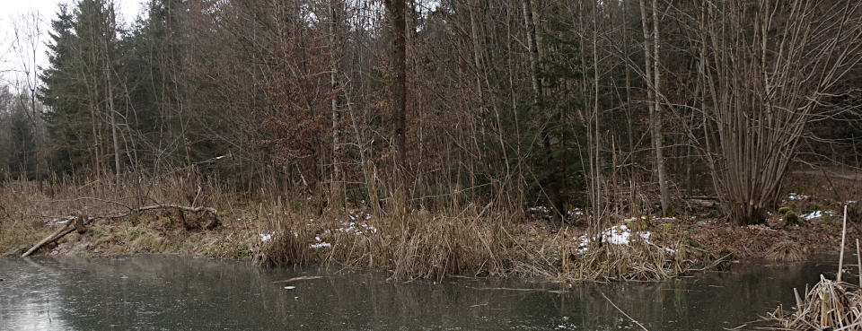 gefrorener Weiher im Rindenmooser Wald